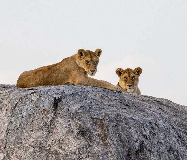 A returning safari guest greeted warmly by camp staff on the deck of a tented camp overlooking the Maasai Mara