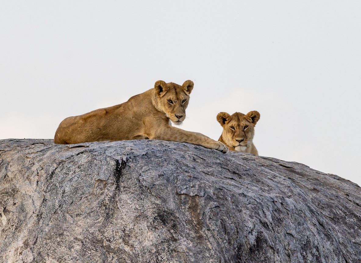 A returning safari guest greeted warmly by camp staff on the deck of a tented camp overlooking the Maasai Mara