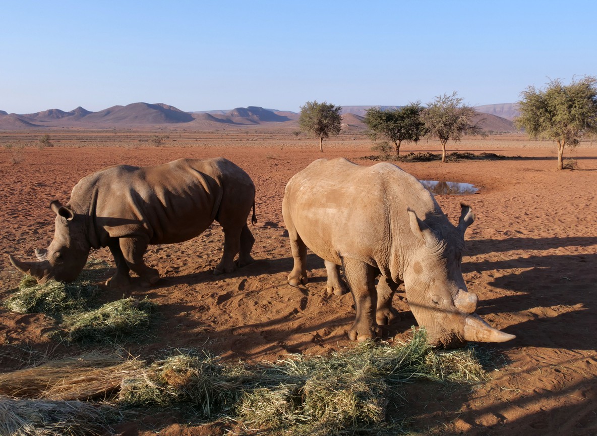 A small group doing a guided breathing session on an open plain in Laikipia at golden hour, Land Cruiser parked at a distance