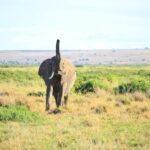 Kenya Safari Tipping Guide
