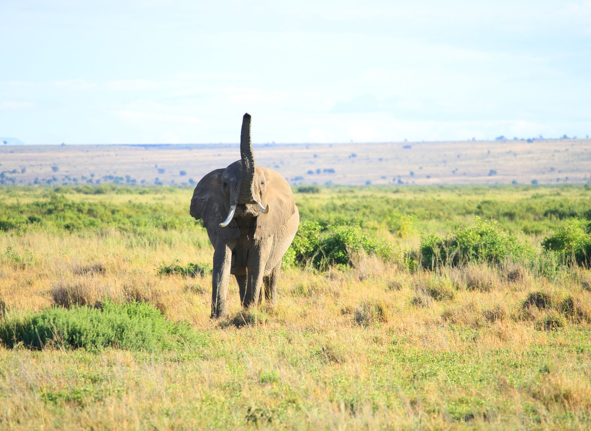 Kenya Safari Tipping Guide
