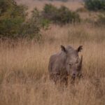 Kenya Safari Vs Beach Holiday