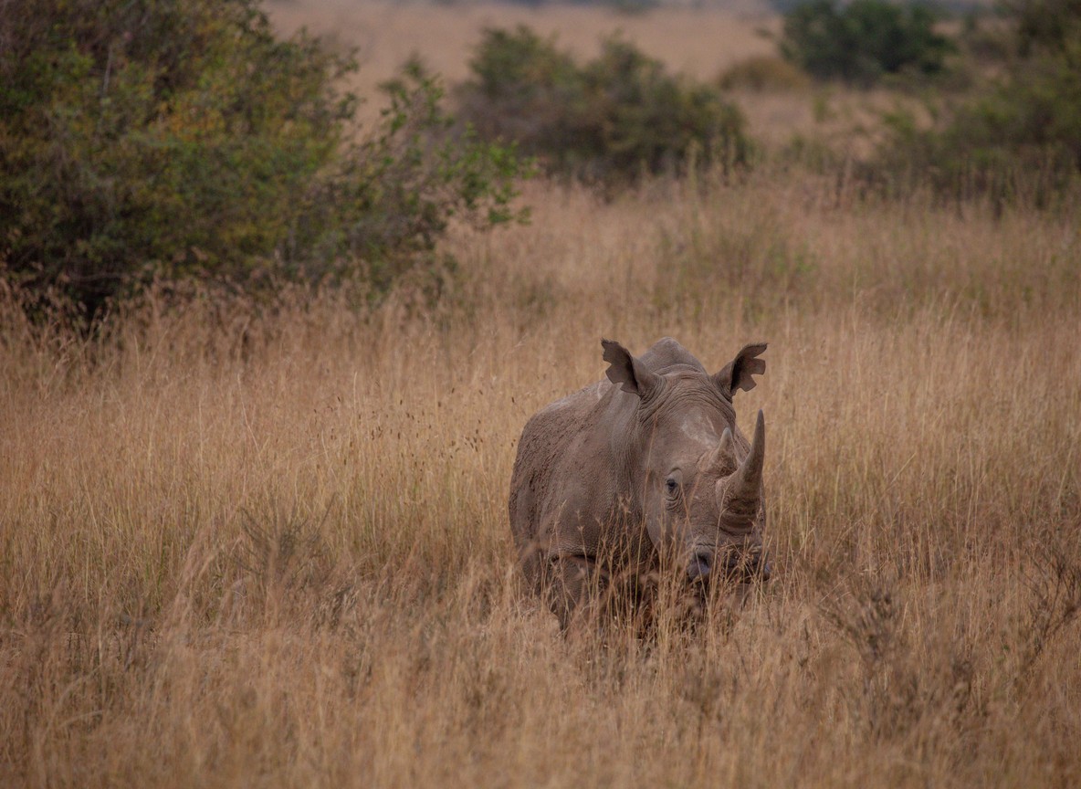 Kenya Safari Vs Beach Holiday
