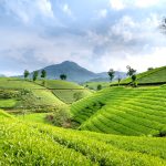 a solo woman traveler walking through neat rows of tea bushes at a Kenyan tea farm near Nairobi, morning mist over green hills