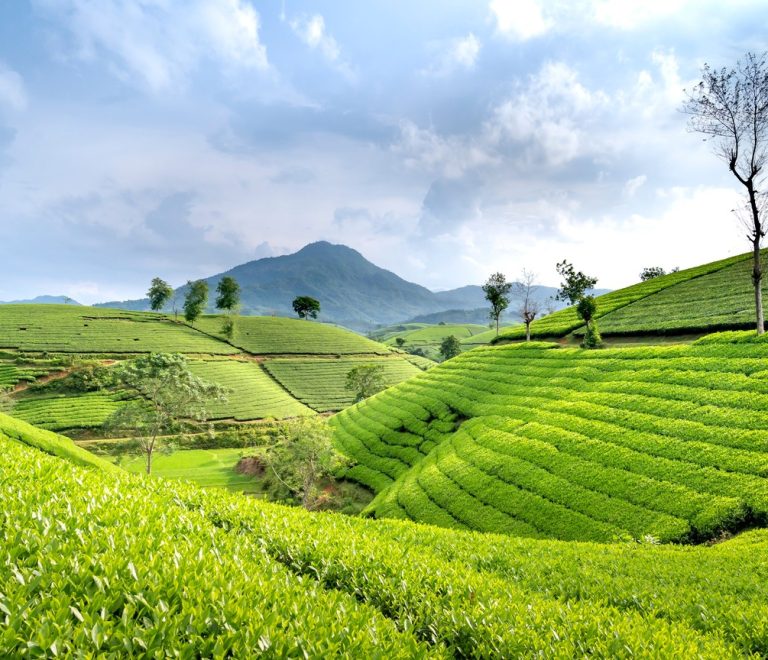 a solo woman traveler walking through neat rows of tea bushes at a Kenyan tea farm near Nairobi, morning mist over green hills