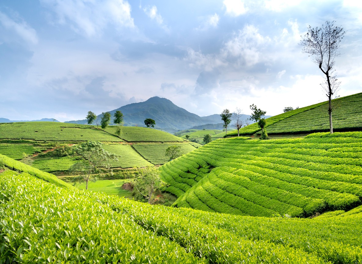 a solo woman traveler walking through neat rows of tea bushes at a Kenyan tea farm near Nairobi, morning mist over green hills