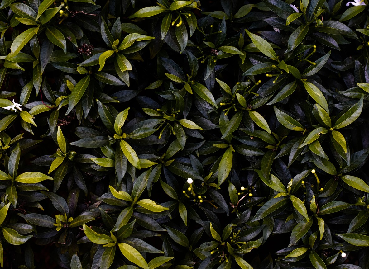 close-up of hands picking tea leaves at a Kenyan tea farm, green hills in soft morning light