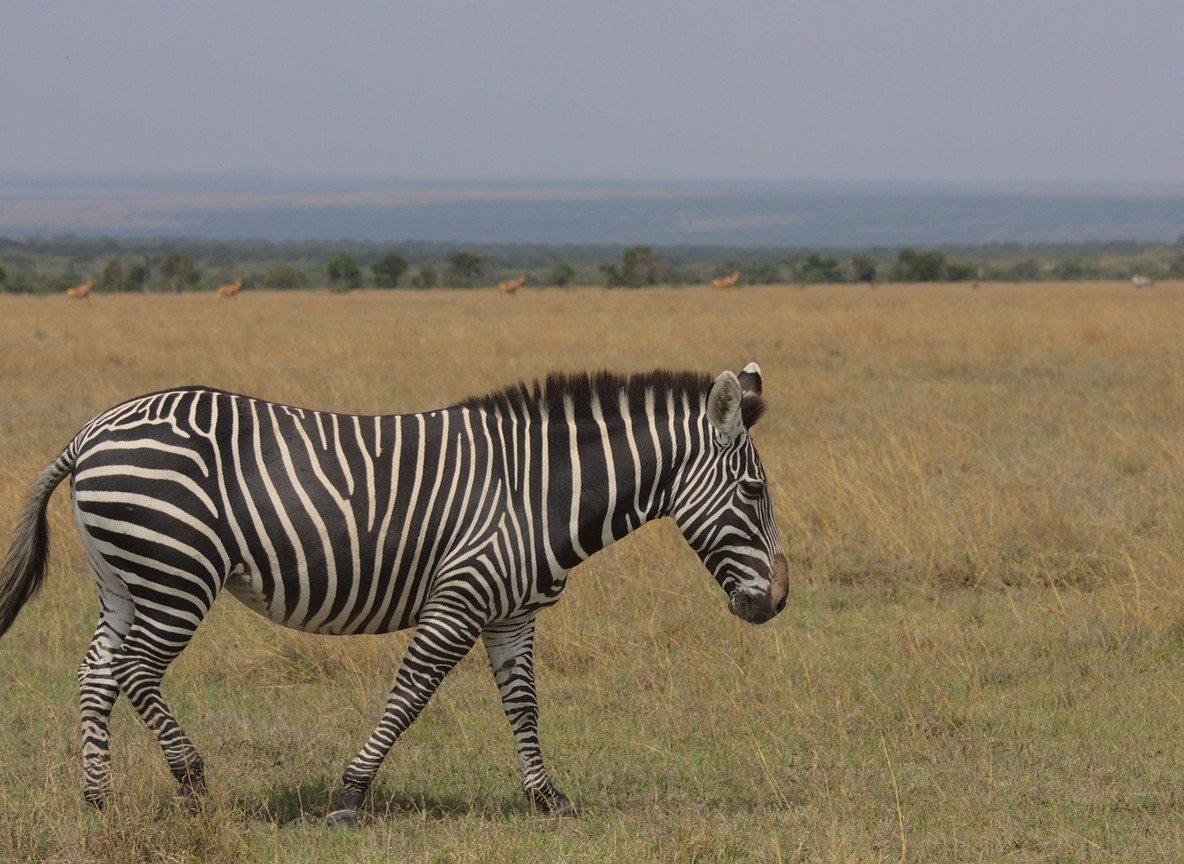 A guide and traveler looking through binoculars together from an open safari vehicle in the Masai Mara