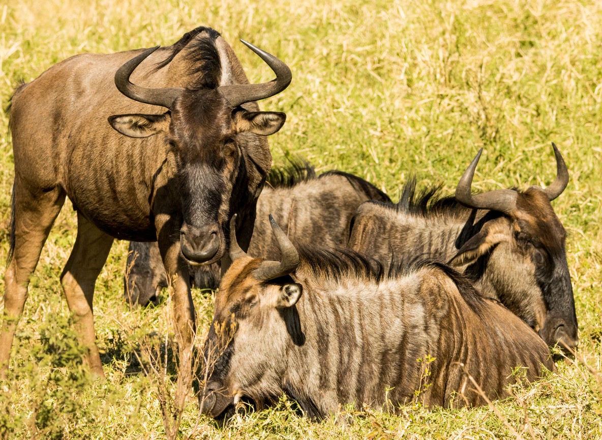 Kenya Tourism Industry Fuel Price Response