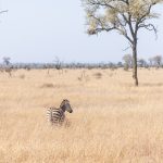 A lone zebra grazing on open golden grassland with scattered acacia trees in the Maasai Mara