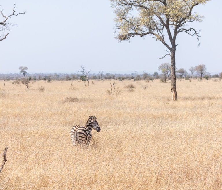 A lone zebra grazing on open golden grassland with scattered acacia trees in the Maasai Mara