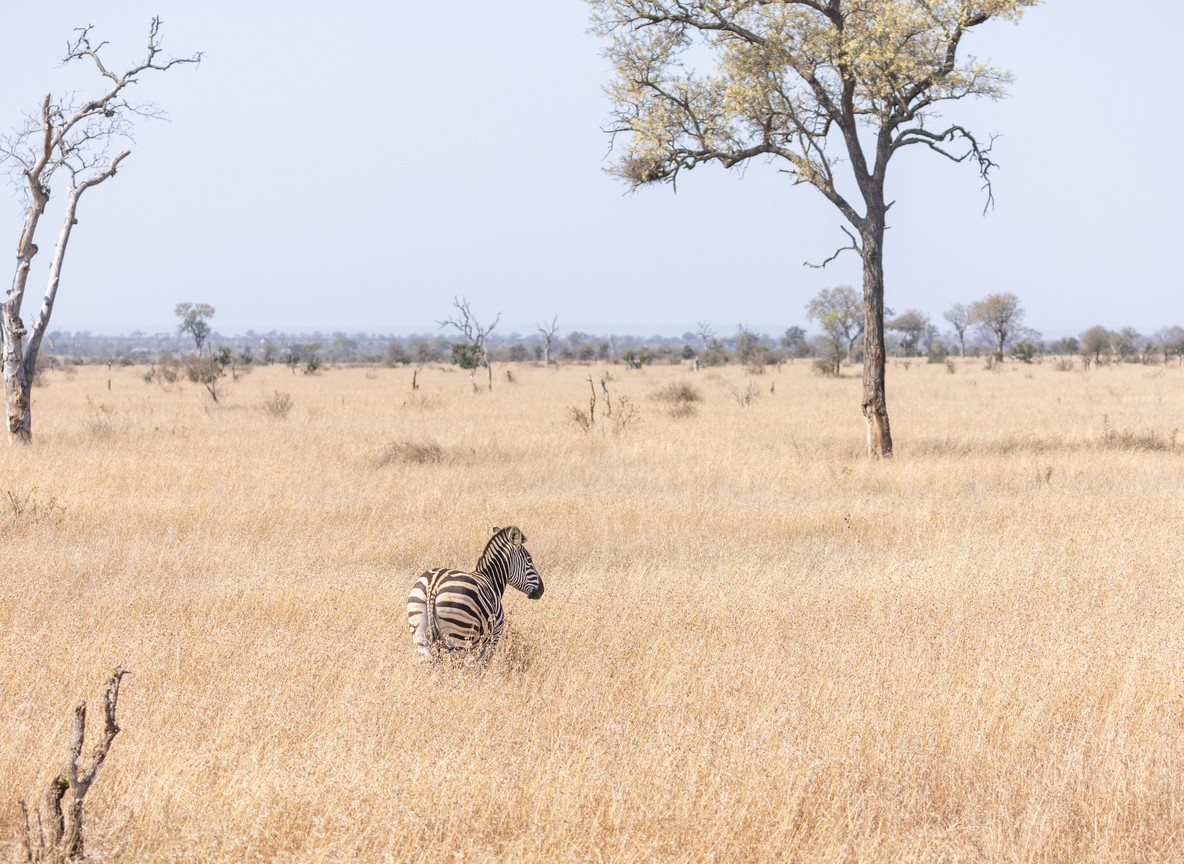 A lone zebra grazing on open golden grassland with scattered acacia trees in the Maasai Mara