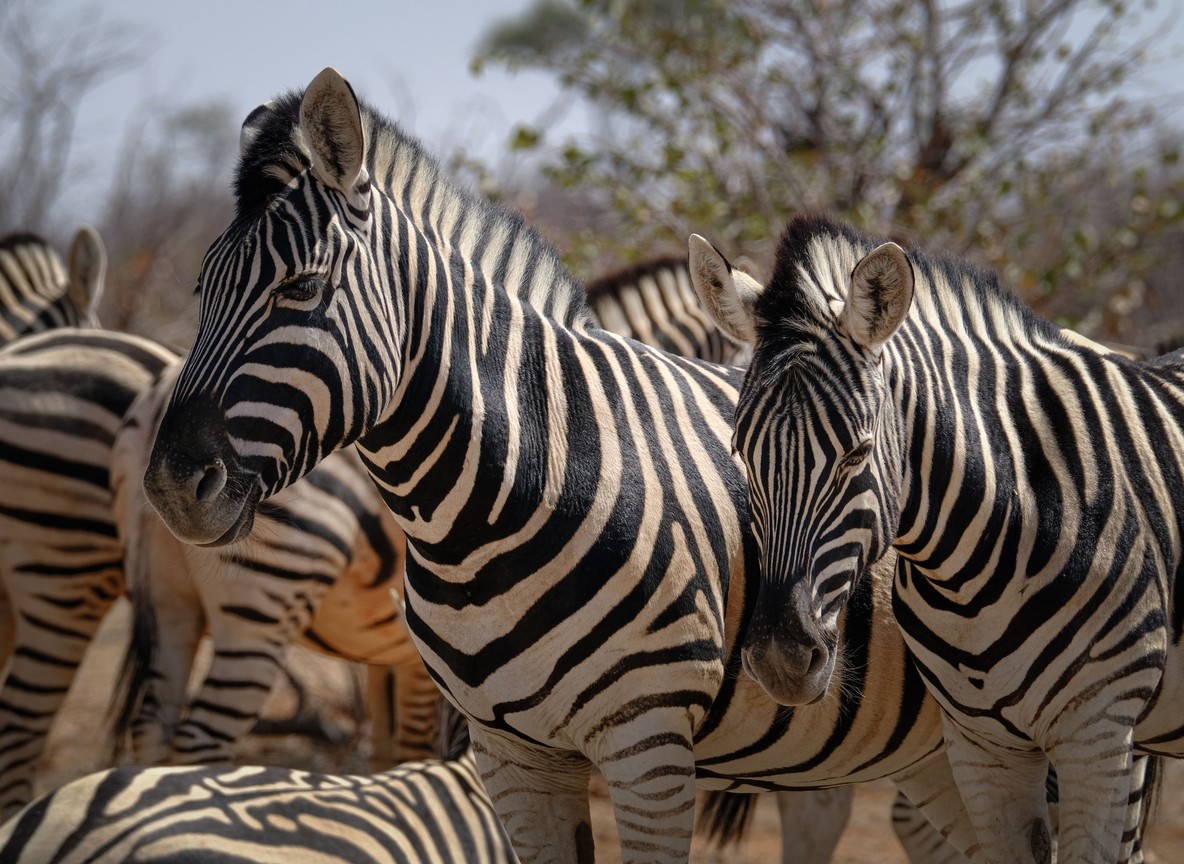 A small herd of zebra standing together on open grassland in the Maasai Mara
