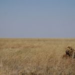 A lone male lion resting in golden savanna grass in the Maasai Mara, Kenya