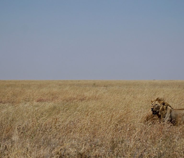 A lone male lion resting in golden savanna grass in the Maasai Mara, Kenya