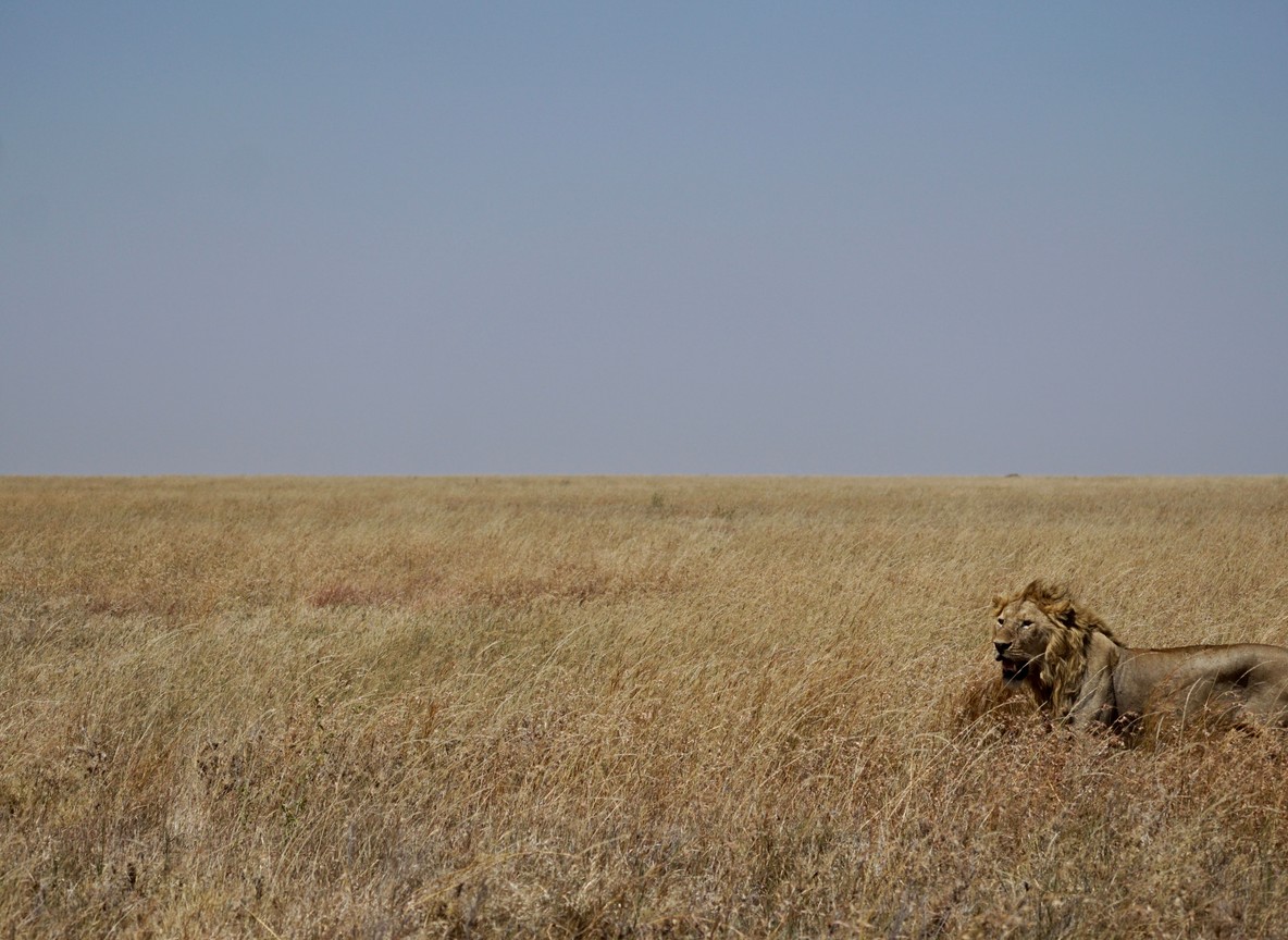 A lone male lion resting in golden savanna grass in the Maasai Mara, Kenya