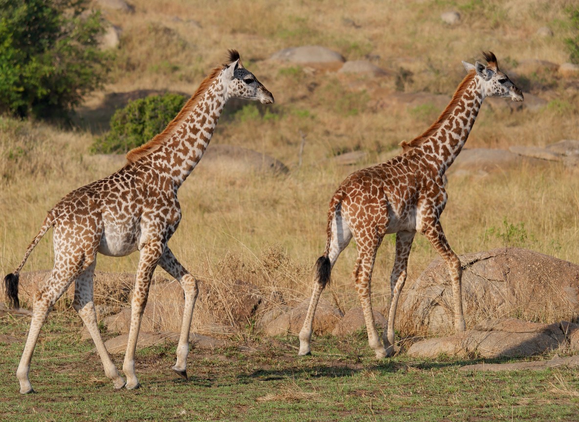 Two giraffes walking across grassy plains in the Maasai Mara ecosystem, Kenya