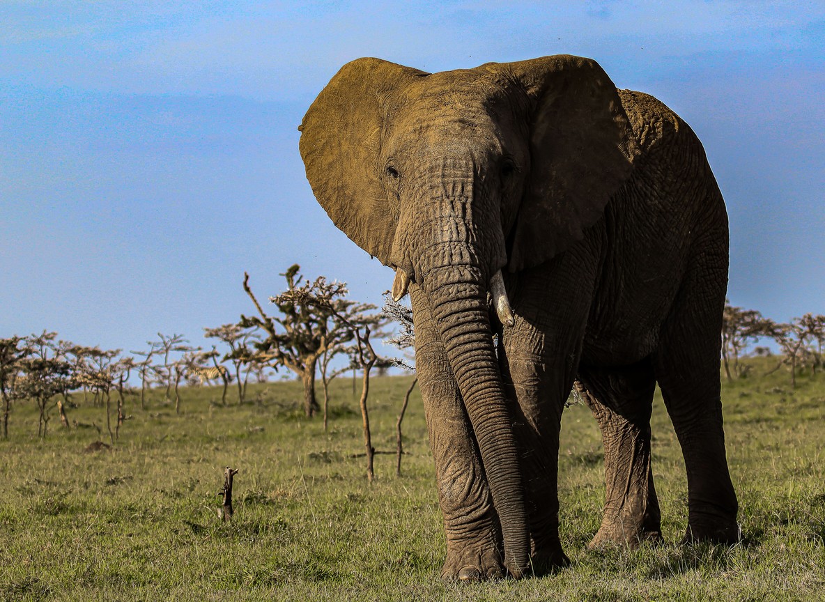 Kenya Visa Requirements Complete Guide To Applying For Your Visa