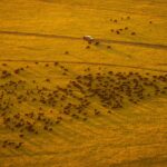 Kenya Vs Botswana Safari