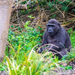 A mountain gorilla resting in the misty forest undergrowth of Volcanoes National Park, Rwanda