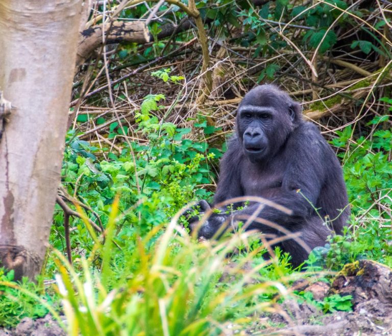 A mountain gorilla resting in the misty forest undergrowth of Volcanoes National Park, Rwanda