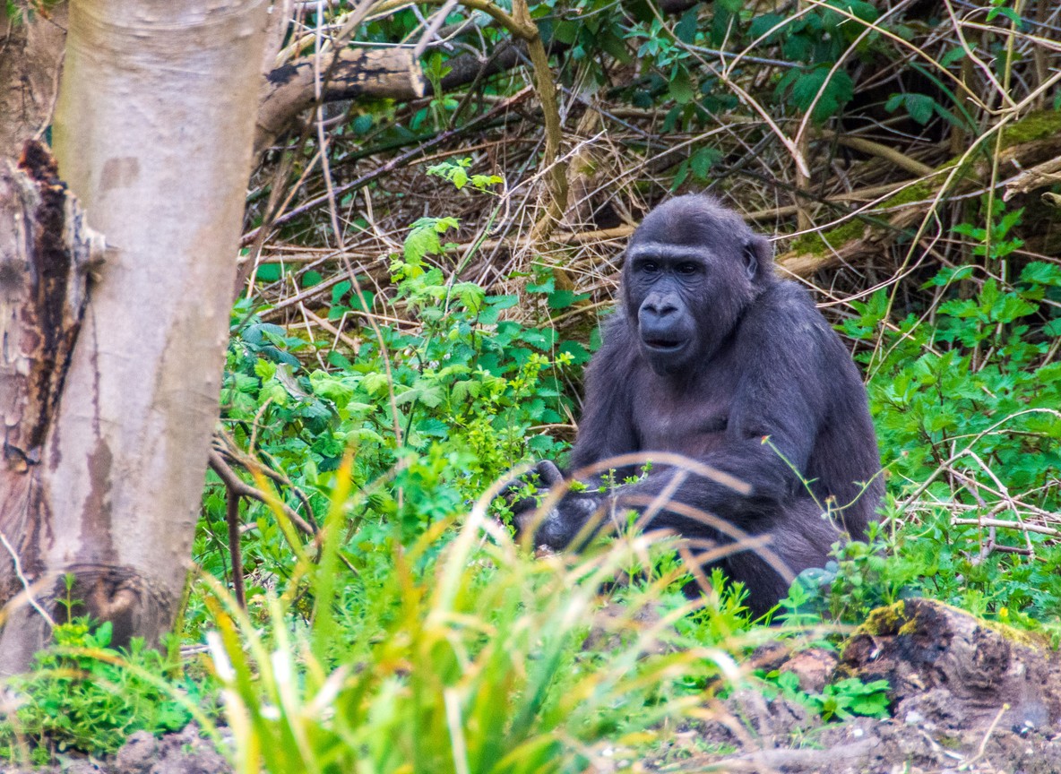 A mountain gorilla resting in the misty forest undergrowth of Volcanoes National Park, Rwanda