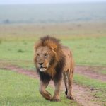 split-scene comparison of a lion in golden Masai Mara grassland beside a leopard in Kruger bushveld, warm late-afternoon light