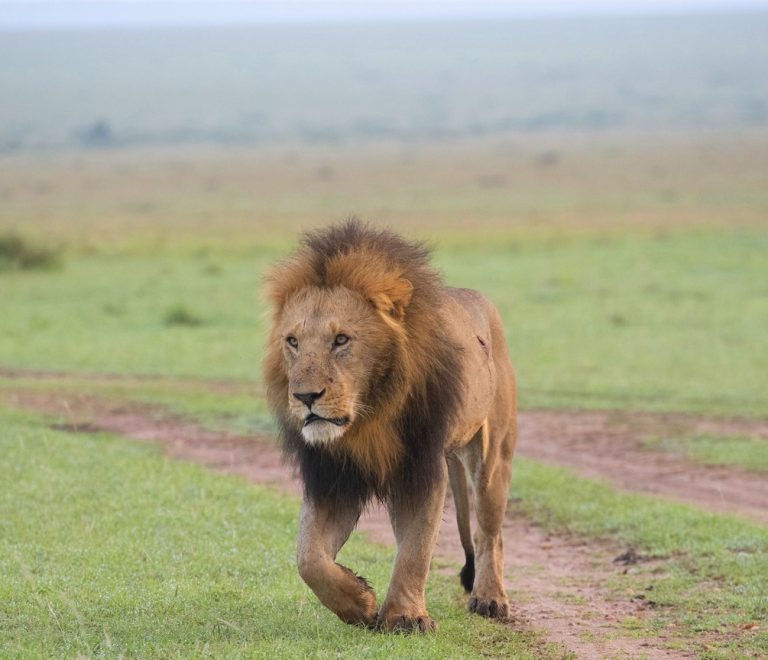 split-scene comparison of a lion in golden Masai Mara grassland beside a leopard in Kruger bushveld, warm late-afternoon light