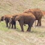 a Kenyan farmer speaking on a basic mobile phone at the edge of a maize field with bush and acacia trees behind him, daylight