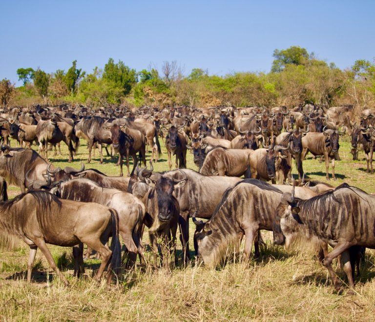 Wildebeest plunging down a steep bank into the Mara River during a migration crossing, with acacia trees on the far shore