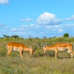 Kimana Airstrip Guide
