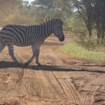 A dirt road through acacia woodland, the kind of route travelers drive between Kitale and its surrounding parks