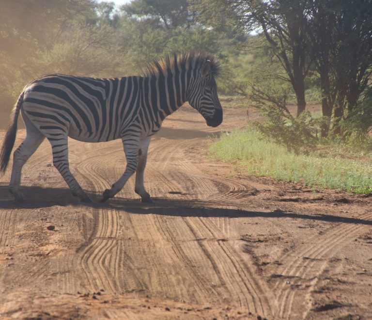 A dirt road through acacia woodland, the kind of route travelers drive between Kitale and its surrounding parks