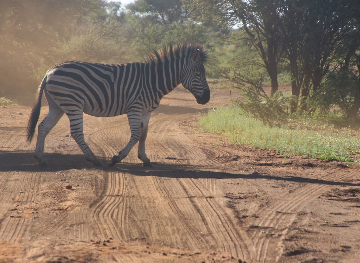 A dirt road through acacia woodland, the kind of route travelers drive between Kitale and its surrounding parks
