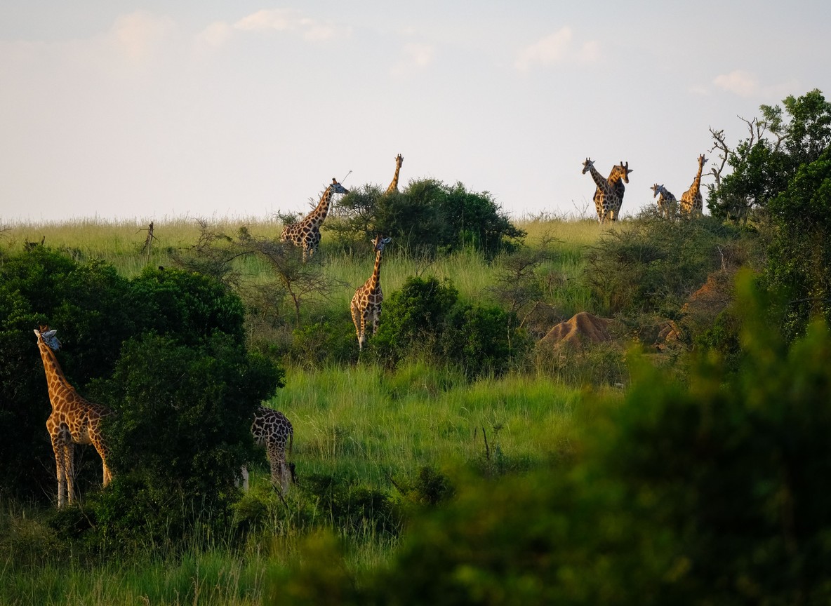 Grassland and woodland wildlife scenery typical of the wider western Kenya safari circuit beyond Kitale