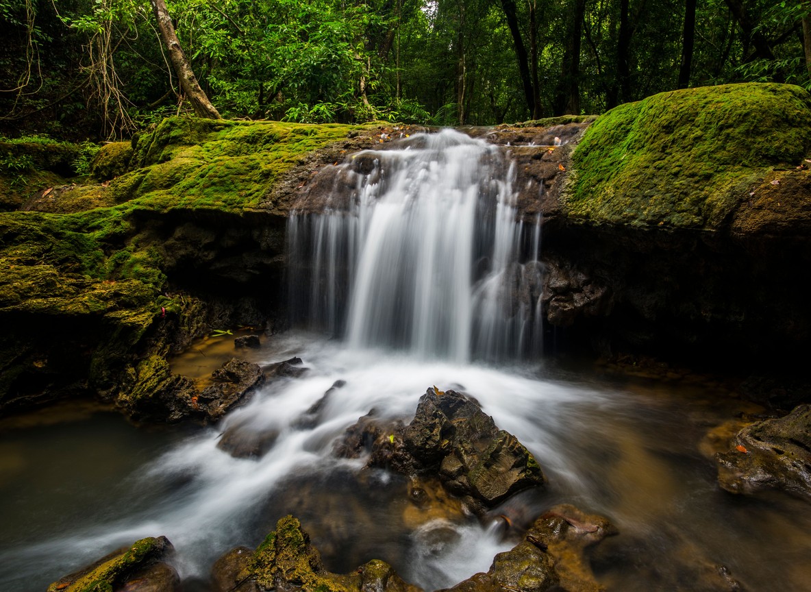 A forest stream over mossy rock, the kind of feature found along Mount Elgon's montane forest trails