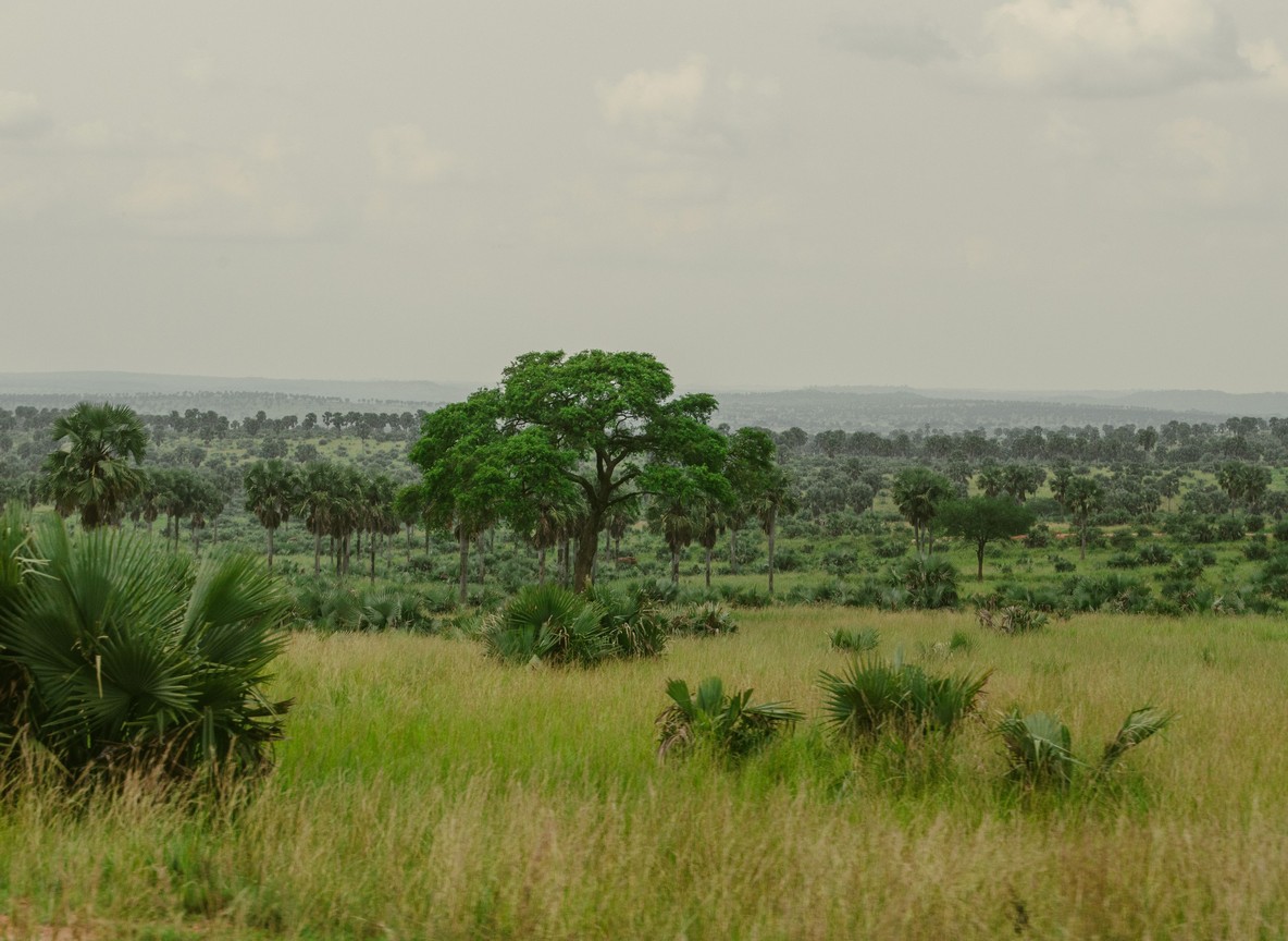 Open grassland and woodland along a western Kenya travel route