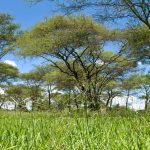 Acacia woodland and tall grass typical of the semi-arid bush surrounding Kora National Park in eastern Kenya