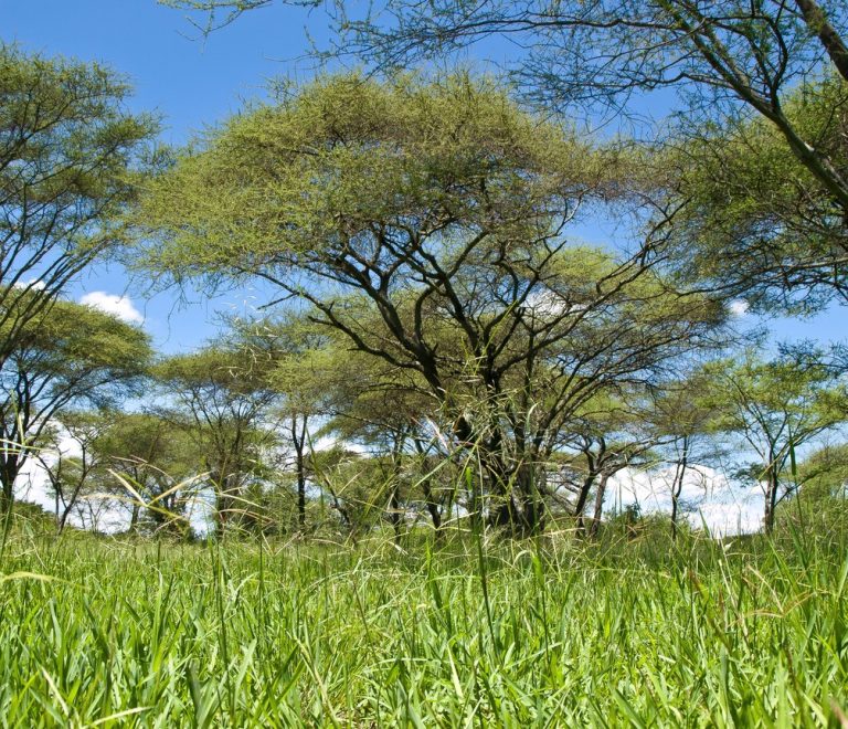 Acacia woodland and tall grass typical of the semi-arid bush surrounding Kora National Park in eastern Kenya