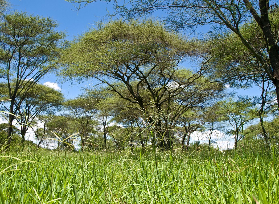 Acacia woodland and tall grass typical of the semi-arid bush surrounding Kora National Park in eastern Kenya