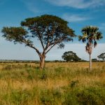 A canvas safari suite on raised decking overlooking the Nile River floodplain in Murchison Falls National Park at golden hour