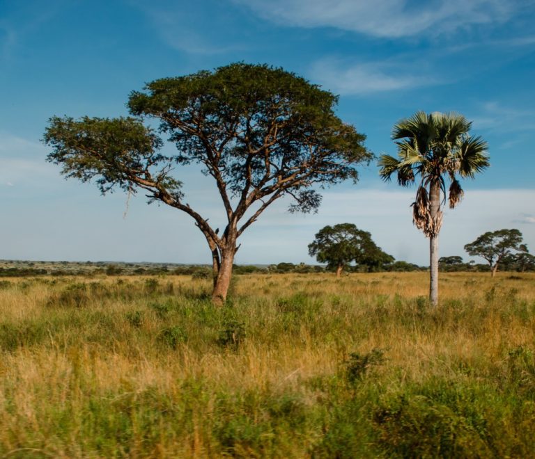 A canvas safari suite on raised decking overlooking the Nile River floodplain in Murchison Falls National Park at golden hour