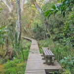 Wooden boardwalk winding through a dense green mangrove forest in Kwale County on the Kenya coast