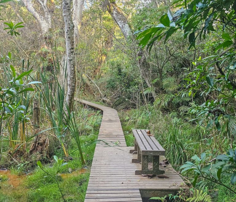 Wooden boardwalk winding through a dense green mangrove forest in Kwale County on the Kenya coast