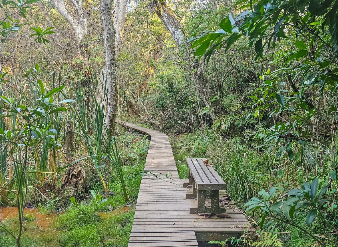 Wooden boardwalk winding through a dense green mangrove forest in Kwale County on the Kenya coast