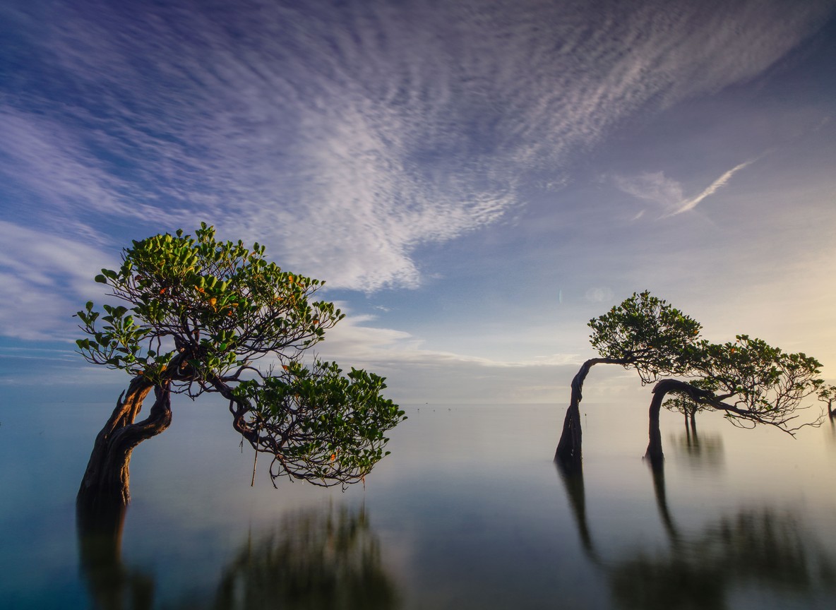 Mangrove trees standing in calm tidal water along the Kenya coast at dusk