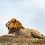 A KWS veterinary team treating a sedated male lion in the grass of the Maasai Mara