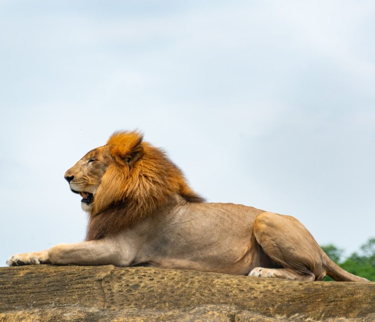 A KWS veterinary team treating a sedated male lion in the grass of the Maasai Mara