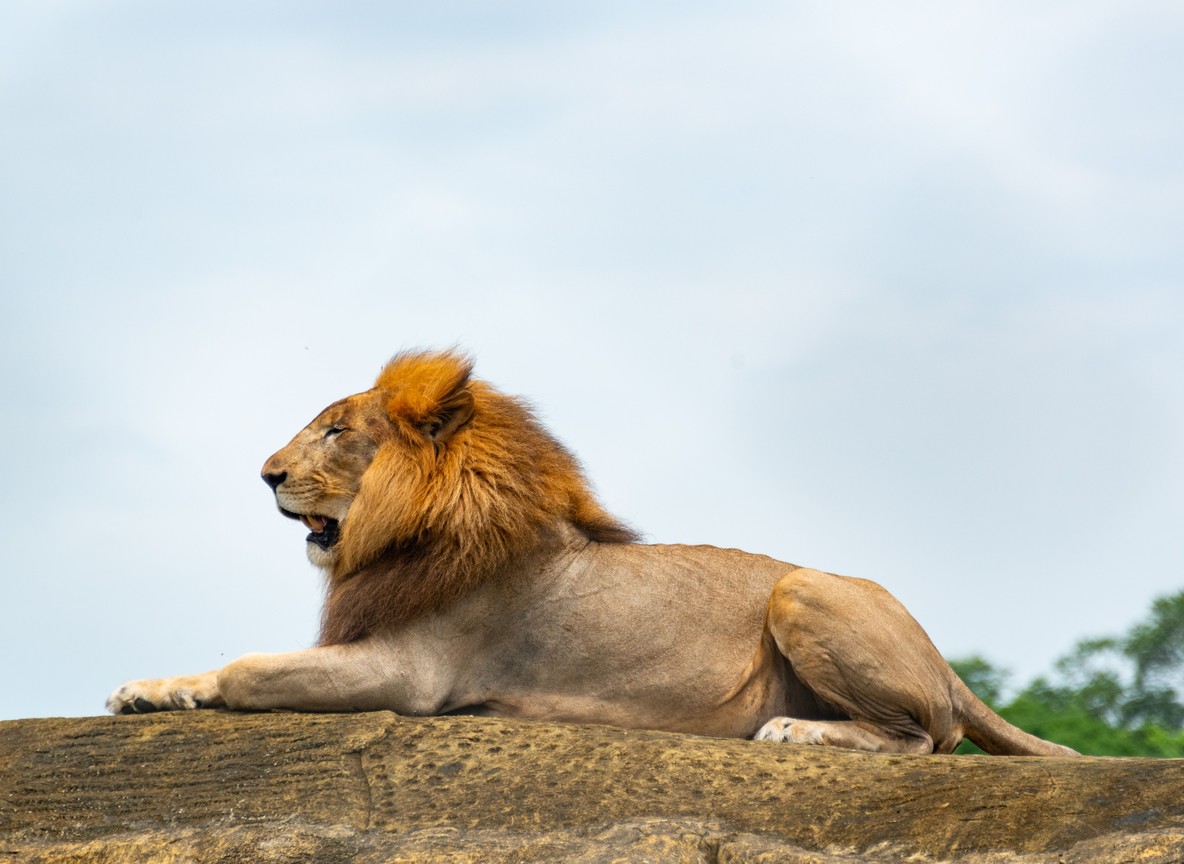 A KWS veterinary team treating a sedated male lion in the grass of the Maasai Mara