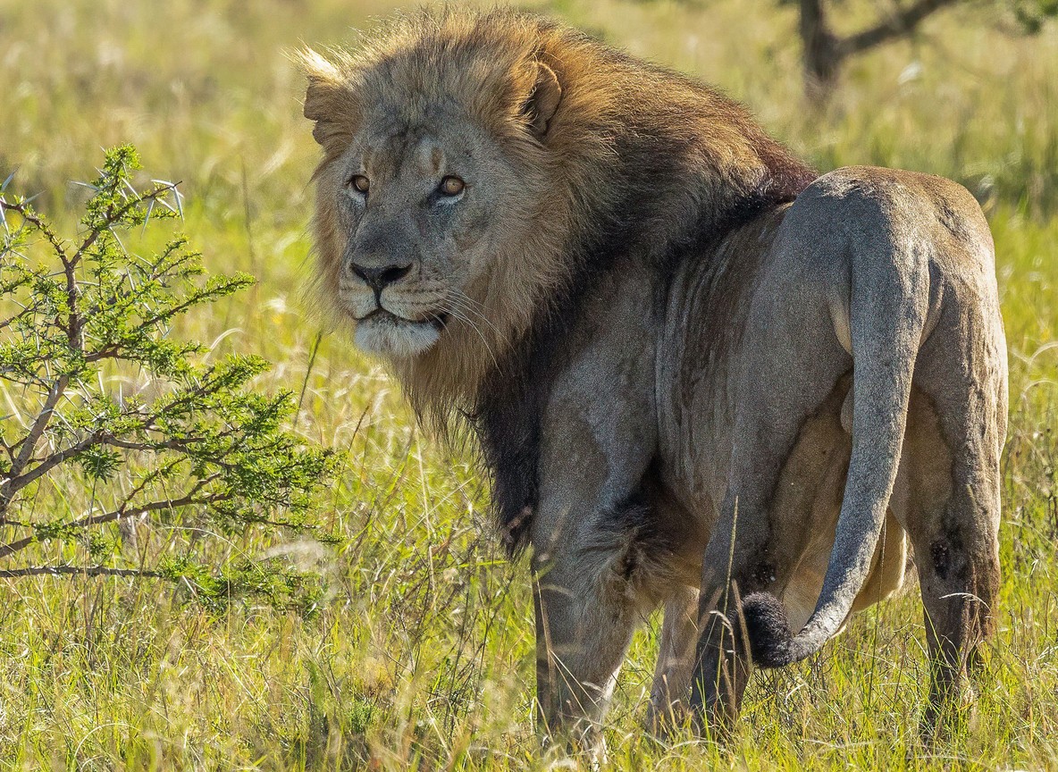 A male lion coalition resting in short grass near a riverine drainage in the Maasai Mara